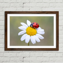 Load image into Gallery viewer, Ladybird on White Daisy Flower