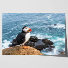 Load image into Gallery viewer, Atlantic Puffin on Cliff