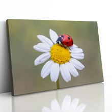 Load image into Gallery viewer, Ladybird on White Daisy Flower