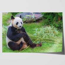 Load image into Gallery viewer, Giant Panda in China