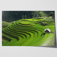 Load image into Gallery viewer, Rice Field Terrace Vietnam