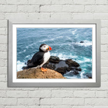 Load image into Gallery viewer, Atlantic Puffin on Cliff