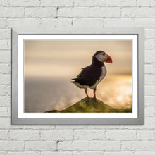Load image into Gallery viewer, Atlantic Puffin in Mykines
