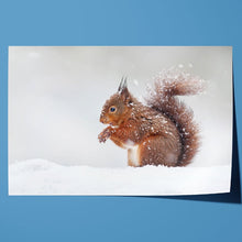 Load image into Gallery viewer, Red Squirrel in Snow England Winter