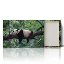 Load image into Gallery viewer, Sleeping Panda China