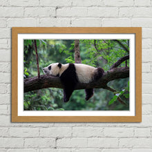 Load image into Gallery viewer, Sleeping Panda China