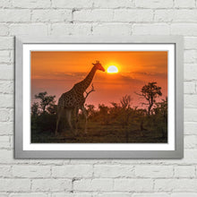 Load image into Gallery viewer, Giraffe in Kruger Park
