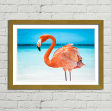 Load image into Gallery viewer, Pretty Pink Aruba Flamingo