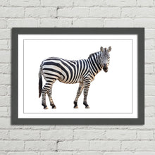 Load image into Gallery viewer, Zebra Staring Close Up