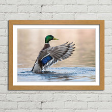 Load image into Gallery viewer, Mallard Duck in Water