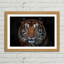 Load image into Gallery viewer, Sumatran Tiger Staring