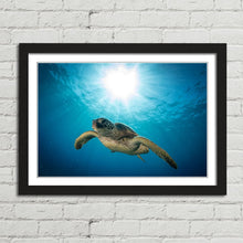 Load image into Gallery viewer, Green Sea Turtle on Maui Reef
