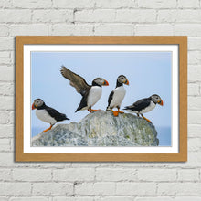 Load image into Gallery viewer, Atlantic Puffins on Rock