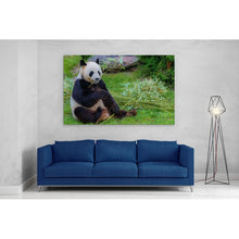 Load image into Gallery viewer, Giant Panda in China