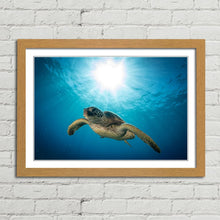 Load image into Gallery viewer, Green Sea Turtle on Maui Reef