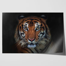 Load image into Gallery viewer, Sumatran Tiger Staring