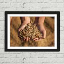 Load image into Gallery viewer, Hands Holding Rice Seeds India Harvest
