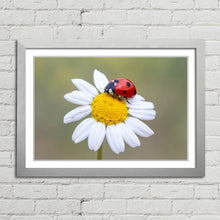 Load image into Gallery viewer, Ladybird on White Daisy Flower