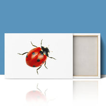 Load image into Gallery viewer, Ladybird Close Up Nature