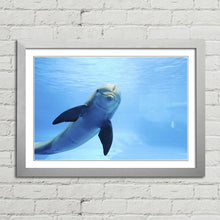 Load image into Gallery viewer, Cute Dolphin Staring