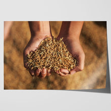 Load image into Gallery viewer, Hands Holding Rice Seeds India Harvest