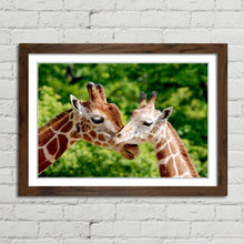 Load image into Gallery viewer, Giraffes Close Up