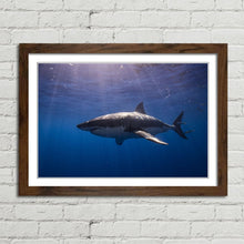 Load image into Gallery viewer, Cage Diving Great White Shark