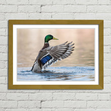 Load image into Gallery viewer, Mallard Duck in Water