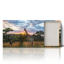 Load image into Gallery viewer, Giraffe on African Plains at Sunrise