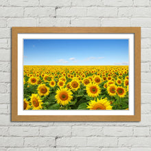 Load image into Gallery viewer, Yellow Sunflowers in Field