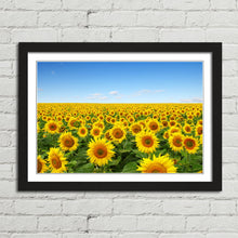 Load image into Gallery viewer, Yellow Sunflowers in Field
