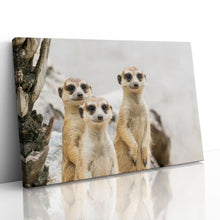 Load image into Gallery viewer, Meerkats Group Cute