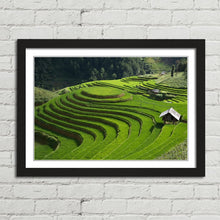 Load image into Gallery viewer, Rice Field Terrace Vietnam