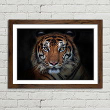 Load image into Gallery viewer, Sumatran Tiger Staring