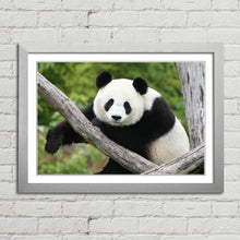 Load image into Gallery viewer, Giant Panda Bear China