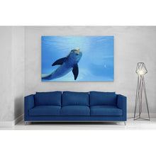 Load image into Gallery viewer, Cute Dolphin Staring