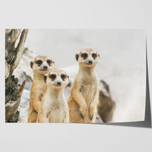 Load image into Gallery viewer, Meerkats Group Cute
