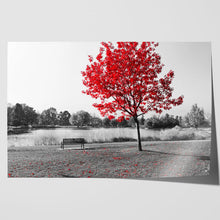 Load image into Gallery viewer, Red Tree Park Bench Lake Nature