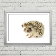 Load image into Gallery viewer, Hedgehog Close Up Selfie