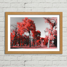 Load image into Gallery viewer, Red Trees in Central Park New York
