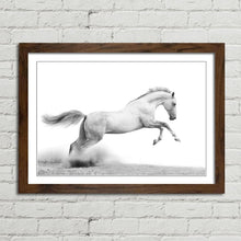 Load image into Gallery viewer, Stallion Horse Equestrian