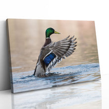 Load image into Gallery viewer, Mallard Duck in Water