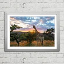 Load image into Gallery viewer, Giraffe on African Plains at Sunrise