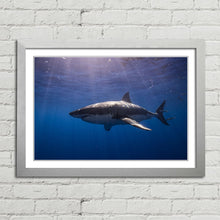 Load image into Gallery viewer, Cage Diving Great White Shark