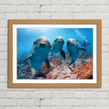 Load image into Gallery viewer, Cute Dolphins Underwater