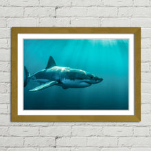 Load image into Gallery viewer, Great White Shark Jaws