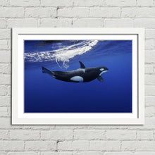 Load image into Gallery viewer, Killer Whale in the Pacific New Zealand