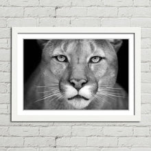 Load image into Gallery viewer, Puma Wild Cat