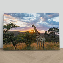 Load image into Gallery viewer, Giraffe on African Plains at Sunrise