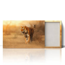Load image into Gallery viewer, Male Tiger in India